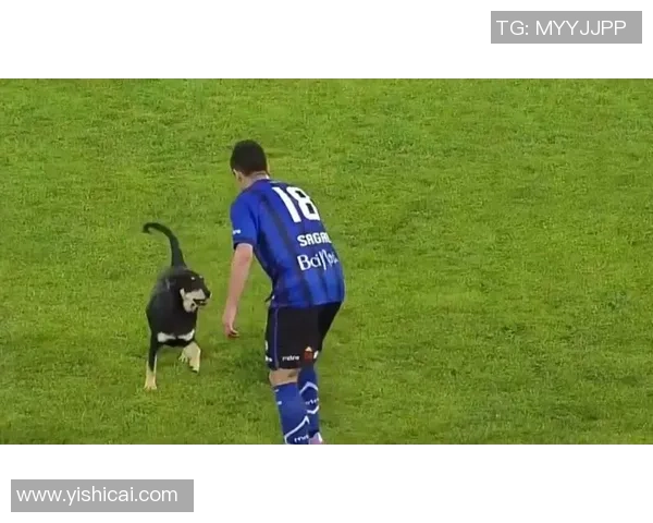 足球明星的宠物实力揭秘它们在场外的独特魅力与惊人技能